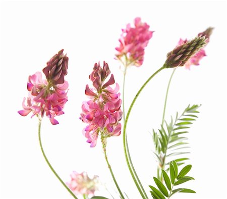 pink spiky flower - sainfoin isolated Stock Photo - Budget Royalty-Free & Subscription, Code: 400-04867794