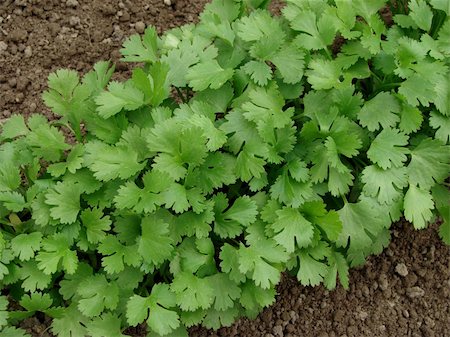 spice gardens - coriander growing on vegetable bed Stock Photo - Budget Royalty-Free & Subscription, Code: 400-04867924