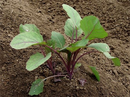 simsearch:400-07302217,k - young purple Brussels sprouts seedlings growing among dry grass mulch Stock Photo - Budget Royalty-Free & Subscription, Code: 400-04867923