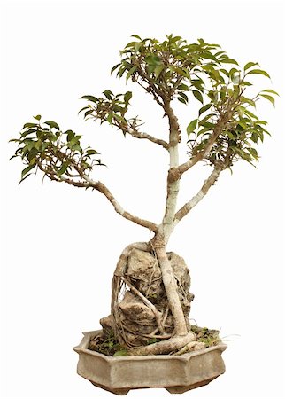 Bonsai plant in a pot isolated on white background Stock Photo - Budget Royalty-Free & Subscription, Code: 400-04868058