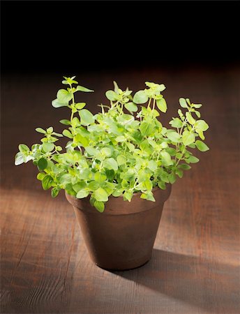 potted herbs - Oregano herb plant potted in a clay pot. Stock Photo - Budget Royalty-Free & Subscription, Code: 400-04868096