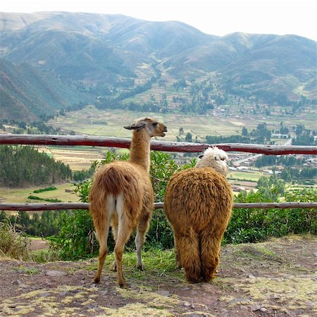 Llama and Alpaca in the Sacred Valley, Peru Stock Photo - Budget Royalty-Free & Subscription, Code: 400-04868247