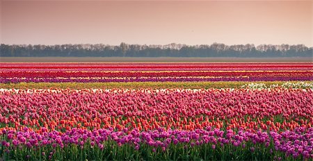 multi colored tulips in rows in the noordoospolder in netherlands Photographie de stock - Aubaine LD & Abonnement, Code: 400-04868285