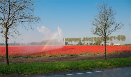 field of red tulips being irrigated by a sprinkler Stock Photo - Budget Royalty-Free & Subscription, Code: 400-04868288