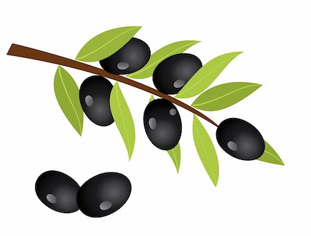 simsearch:400-04319110,k - Vector illustration of olive branch with olives Foto de stock - Royalty-Free Super Valor e Assinatura, Número: 400-04868328