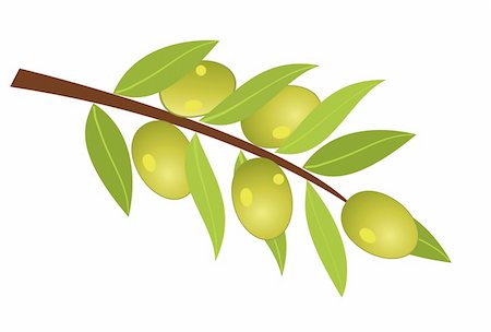 simsearch:400-04356349,k - Vector illustration of olive branch with olives Foto de stock - Royalty-Free Super Valor e Assinatura, Número: 400-04868329