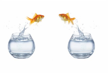 simsearch:400-04545787,k - gold jumping out from aquarium on white background fish Stock Photo - Budget Royalty-Free & Subscription, Code: 400-04868398