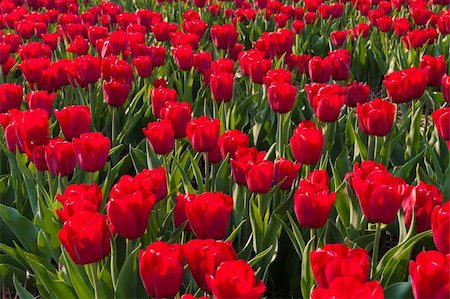 simsearch:400-07485765,k - beautiful red tulips in the Noordoostpolder, Netherlands Stock Photo - Budget Royalty-Free & Subscription, Code: 400-04868404