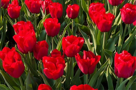 simsearch:400-07485765,k - beautiful red tulips in the Noordoostpolder, netherlands Stock Photo - Budget Royalty-Free & Subscription, Code: 400-04868405