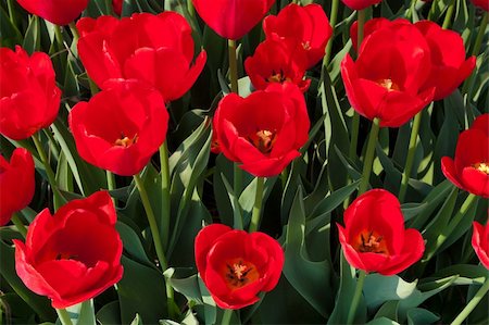 simsearch:400-07485765,k - beautiful red tulips in the Noordoostpolder, netherlands Stock Photo - Budget Royalty-Free & Subscription, Code: 400-04868407