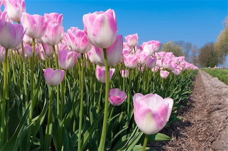 beautiful pink tulips against blue sky in the Noordoostpolder, netherlands Stock Photo - Budget Royalty-Free & Subscription, Code: 400-04868535