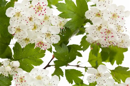 Hawthorn or thornapple in bloom with white flower heads Stock Photo - Budget Royalty-Free & Subscription, Code: 400-04868549