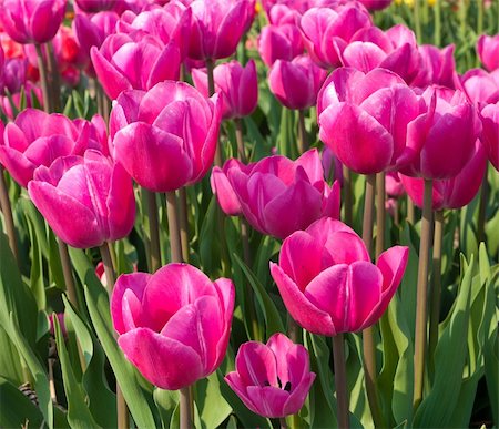 simsearch:400-07169748,k - beautiful purple tulips in the Noordoostpolder Photographie de stock - Aubaine LD & Abonnement, Code: 400-04868595