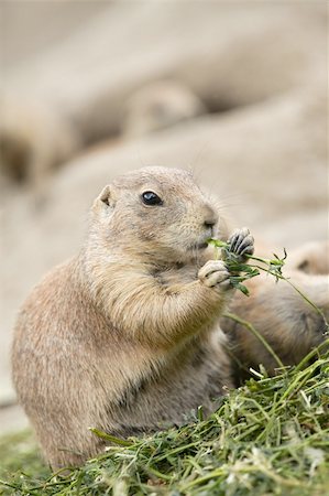 simsearch:400-05170877,k - Prairie dog eating Foto de stock - Super Valor sin royalties y Suscripción, Código: 400-04868632