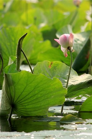 simsearch:400-04017981,k - Photo of lotus flowers Photographie de stock - Aubaine LD & Abonnement, Code: 400-04868664