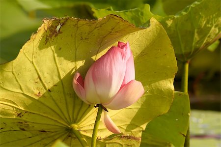 simsearch:400-04017981,k - Photo of lotus flowers Photographie de stock - Aubaine LD & Abonnement, Code: 400-04868665