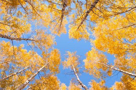 fall aspen leaves - The morning fog lays down on the earth and a sunlight Stock Photo - Budget Royalty-Free & Subscription, Code: 400-04868667