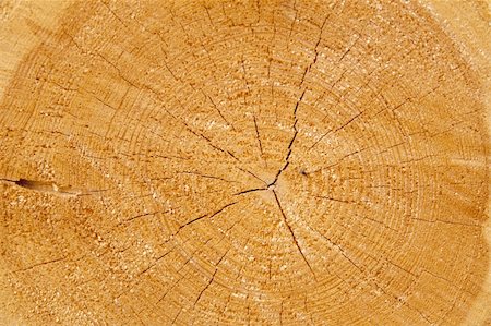 simsearch:400-08110547,k - Cut tree trunk and annual rings of trees Stock Photo - Budget Royalty-Free & Subscription, Code: 400-04868674