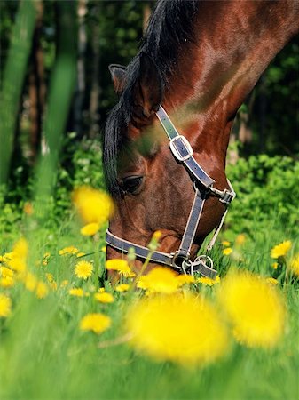 grazing  bay horse  in green meadow sunny day Foto de stock - Royalty-Free Super Valor e Assinatura, Número: 400-04868733
