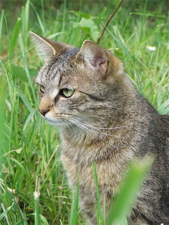 simsearch:400-05344203,k - detail portrait of a cat on green grass Foto de stock - Super Valor sin royalties y Suscripción, Código: 400-04868784