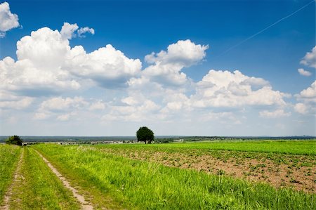 photo of lone tree in the plain - Eco direct Stock Photo - Budget Royalty-Free & Subscription, Code: 400-04868797