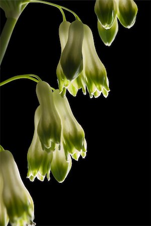 solomon - Flowers of Polygonatum multiflorum (Solomon's-seal, David's-harp, Ladder-to-heaven) Foto de stock - Super Valor sin royalties y Suscripción, Código: 400-04868834