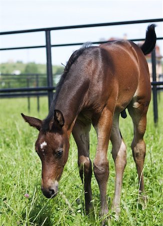 little foal  in paddock outdoor sunny day Foto de stock - Royalty-Free Super Valor e Assinatura, Número: 400-04869109