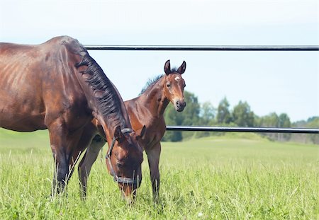 simsearch:400-04323874,k - little foal with mother in paddock outdoor sunny day Foto de stock - Royalty-Free Super Valor e Assinatura, Número: 400-04869111