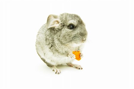 gray chinchilla isolated on white Stock Photo - Budget Royalty-Free & Subscription, Code: 400-04869144