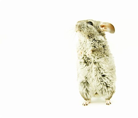 gray chinchilla isolated on white Stock Photo - Budget Royalty-Free & Subscription, Code: 400-04869145