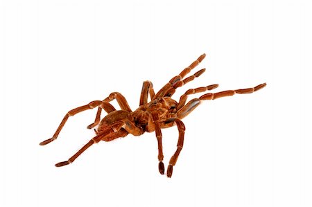 Goliath Birdeater Tarantula. Stockbilder - Microstock & Abonnement, Bildnummer: 400-04869410