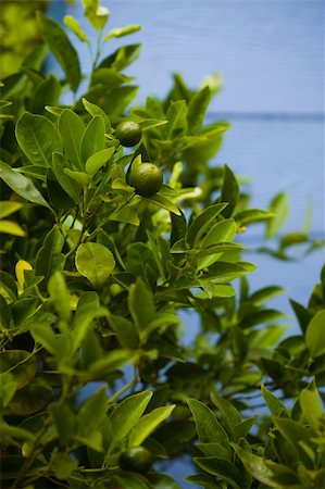 Green lime tree against the background of blue wooden wall Fotografie stock - Microstock e Abbonamento, Codice: 400-04869683