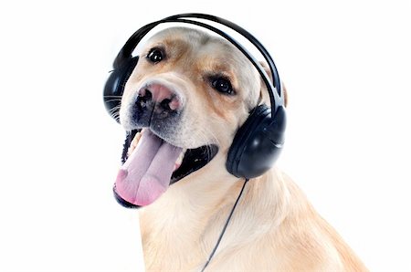 simsearch:400-08651756,k - Dog in headphones isolated on a white background Fotografie stock - Microstock e Abbonamento, Codice: 400-04869747
