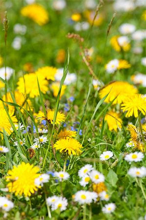 simsearch:400-04867397,k - abundance of blooming wild flowers in the garden at spring time Fotografie stock - Microstock e Abbonamento, Codice: 400-04869993