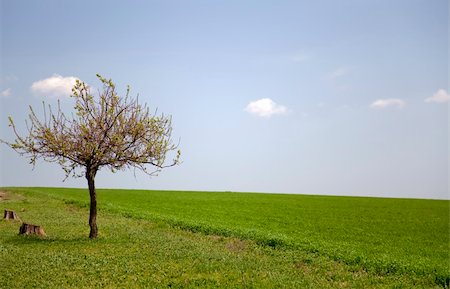 photo of lone tree in the plain - Field, tree and blue sky Stock Photo - Budget Royalty-Free & Subscription, Code: 400-04860095