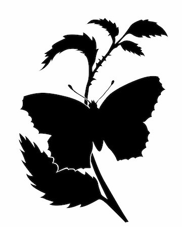 vector silhouette of the butterfly on white background Stock Photo - Budget Royalty-Free & Subscription, Code: 400-04860188