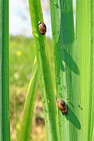 simsearch:400-07822203,k - snail on sedge Stock Photo - Budget Royalty-Free & Subscription, Code: 400-04860207