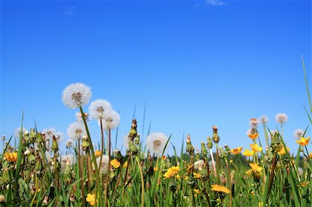 dandelions on field Stock Photo - Budget Royalty-Free & Subscription, Code: 400-04860212