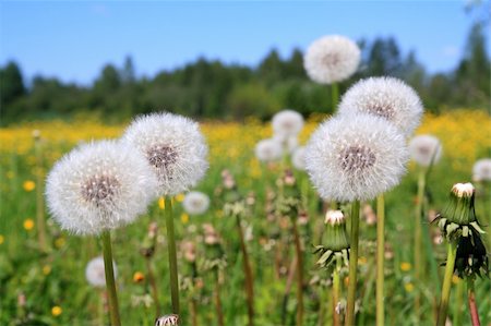 dandelions on field Stock Photo - Budget Royalty-Free & Subscription, Code: 400-04860213