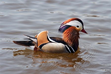 Detail of the mandarin duck Photographie de stock - Aubaine LD & Abonnement, Code: 400-04860271