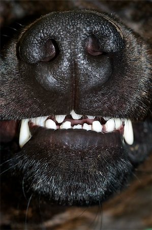 dog muzzle - Detail of the dog bared teeth - fangs Stock Photo - Budget Royalty-Free & Subscription, Code: 400-04860280