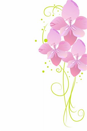 blossom beautiful pink gladiolus on white background Foto de stock - Royalty-Free Super Valor e Assinatura, Número: 400-04860495