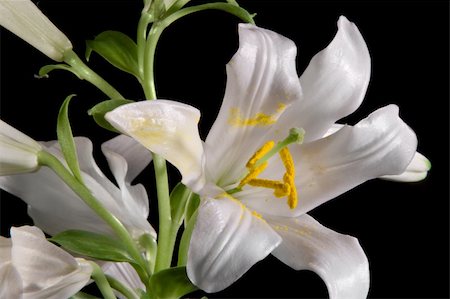 easter lily background - lily on black Stock Photo - Budget Royalty-Free & Subscription, Code: 400-04860752