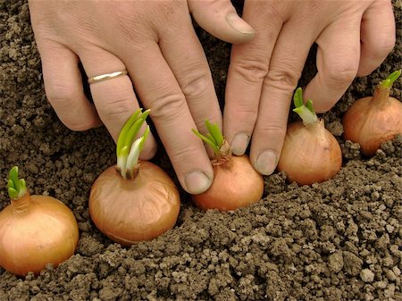 simsearch:400-07302217,k - woman hands planting bulbs for green onions Stock Photo - Budget Royalty-Free & Subscription, Code: 400-04861342