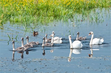 simsearch:400-04861549,k - swans family swimming in water Stock Photo - Budget Royalty-Free & Subscription, Code: 400-04861549