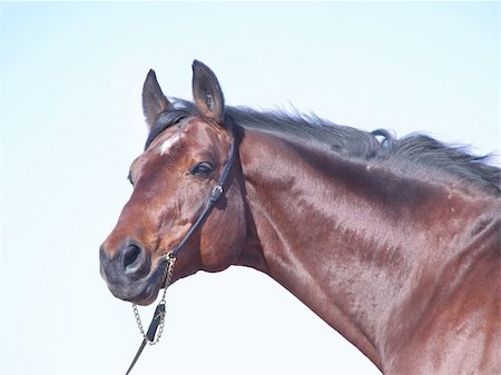 portrait of beautiful bay horse in spring field outdoor sunny day Foto de stock - Super Valor sin royalties y Suscripción, Código: 400-04861674