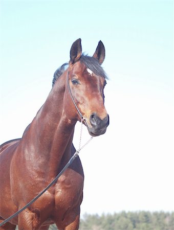 portrait of beautiful bay horse in spring field outdoor sunny day Foto de stock - Royalty-Free Super Valor e Assinatura, Número: 400-04861675