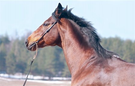 portrait of beautiful bay horse in spring field outdoor sunny day Foto de stock - Royalty-Free Super Valor e Assinatura, Número: 400-04861676