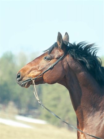 portrait of beautiful bay horse in spring field outdoor sunny day Foto de stock - Super Valor sin royalties y Suscripción, Código: 400-04861679