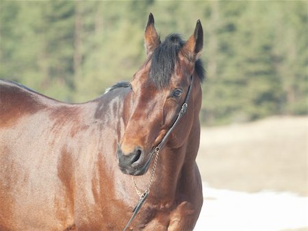 portrait of beautiful bay horse in spring field outdoor sunny day Foto de stock - Super Valor sin royalties y Suscripción, Código: 400-04861680